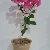 گل روز مادر|گل و گیاه طبیعی|مراغه, |دیوار