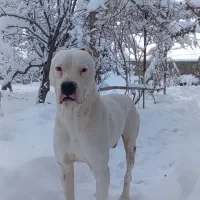 سگ داگو آرژانتینو نر