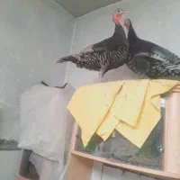 بوقلمو|حیوانات مزرعه|کرمان, |دیوار