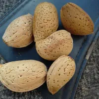 فروش بادام درختی شیرین امسال قیمت 320000