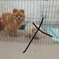 سگ پامر ۲ ساله|سگ|شهریار, شهریار|دیوار