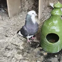 کبوتر
