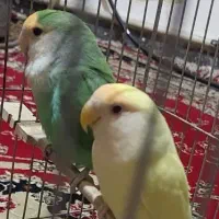 طوطی برزیلی