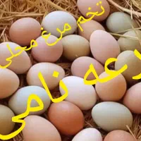 عمده فروشی و تک فروشی تخم مرغ محلی