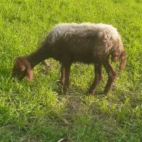 بره گوسفند