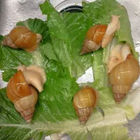 حلزون|خزنده|کرج, مهرویلا شمالی|دیوار