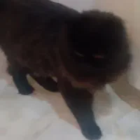 گربه پرشین|گربه|تهران, تهرانپارس غربی|دیوار