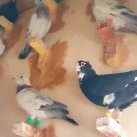 بیله کلاغ بدرنگ