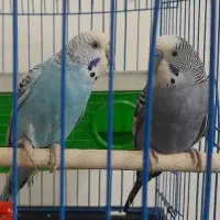 مرغ عشق جفت