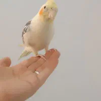 عروس هلندی سخنگو