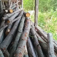 چوب باغی