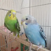 عشق|پرنده|فردیس, فرامرزیه|دیوار