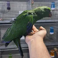 طوطی اکلکتوس نر و ماده|پرنده|تهران, مجیدآباد|دیوار