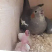 عروس هلندی|پرنده|شیراز, شهرک رضوان|دیوار