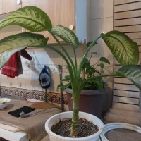 گل اپارتمانی|گل و گیاه طبیعی|شهرکرد, |دیوار