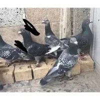 کفتر بوم