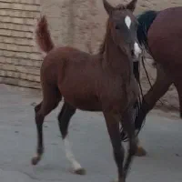 کره مادیون کره سهیل
