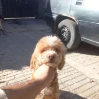 پودل مینیاتور نر 14ماهه