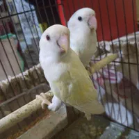 2 عدد طوطی برزیلی و یکی اضافه