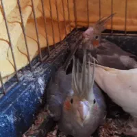 یک جفت عروس هلندی مولد|پرنده|گرمدره, |دیوار