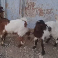 کهره نر و ماده|حیوانات مزرعه|جنت, |دیوار