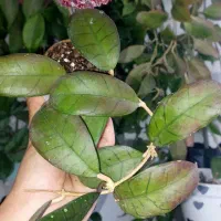 گل هویا|گل و گیاه طبیعی|رشت, دیلمان|دیوار