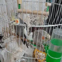 دو عروس هلندی نر و ماده همراه قفس|پرنده|رامسر, |دیوار