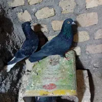 کفتر دم سفید