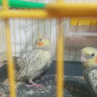 جوجه عروس هلندی