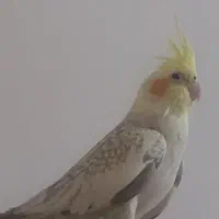 دوتا عروس هلندی ۶ عدد مرغ عشق و یه دونه مرغ مینا