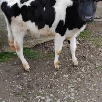 گوساله لیشه گاو