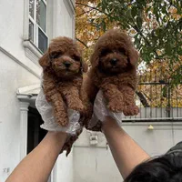 تاینی توی پودل|سگ|تهران, درکه|دیوار