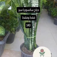 حراج سانسوریا سبز