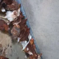 خروس جوان بومی|حیوانات مزرعه|مشهد, جاهد شهر|دیوار