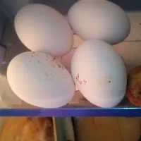 تخم مرغ