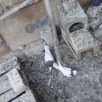 کبوتر پرشی و نقشی|پرنده|پیر بکران, |دیوار