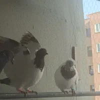 کبوتر کله فر