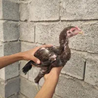 جوجه لاری چابهاری|حیوانات مزرعه|میناب, |دیوار