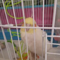 عروس هلندی‌‌ نر با قفس