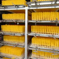 استخدام شرکت بزرگ قند و نبات سالانه|استخدام صنعتی، فنی، مهندسی|دزفول, |دیوار