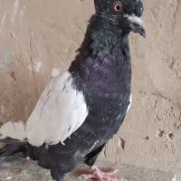 کفتر