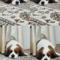 سگ خانگی|سگ|کرمانشاه, |دیوار