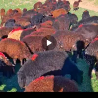 بره نر جنس دار باب مالداران بزرگ