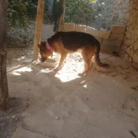 واگذاری ماده ژرمن|سگ|جهرم, |دیوار