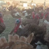 بوقلمون نر و ماده گوشتی|حیوانات مزرعه|بردسکن, |دیوار
