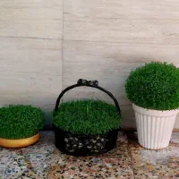 سبزه مراسمات