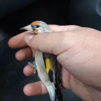 سقا.سهره کرمونی منطقه بافت|پرنده|کرمان, |دیوار