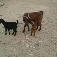 بزابستن با دوکهره ماده|حیوانات مزرعه|برازجان, |دیوار