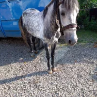 فروش نریان ۵ساله|اسب و تجهیزات اسب‌سواری|نوشهر, |دیوار