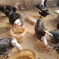 اردک اسرائیلی یا روسی